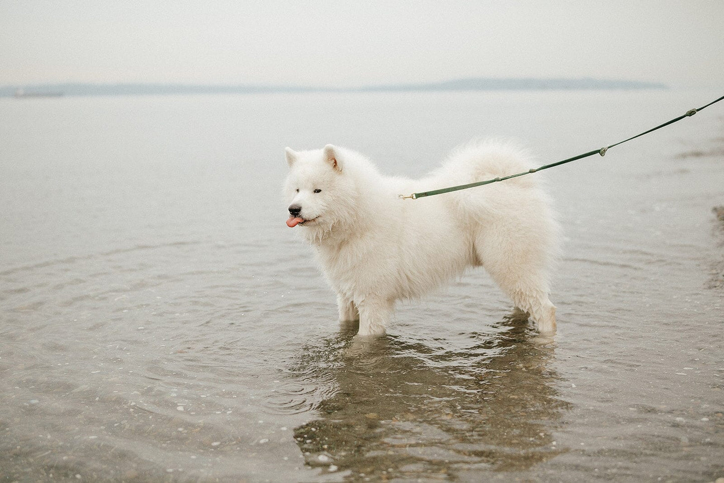 Water dragon?