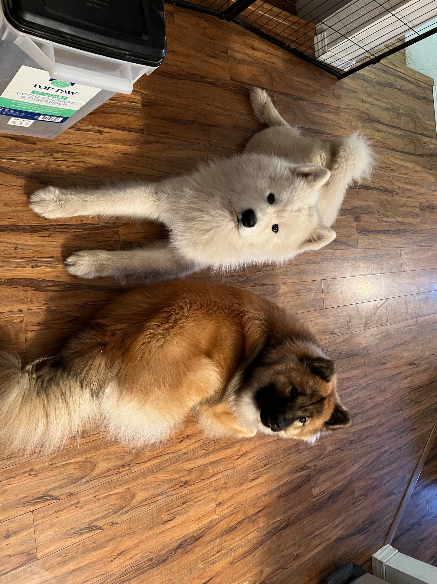 Hope you like pictures of my dogs