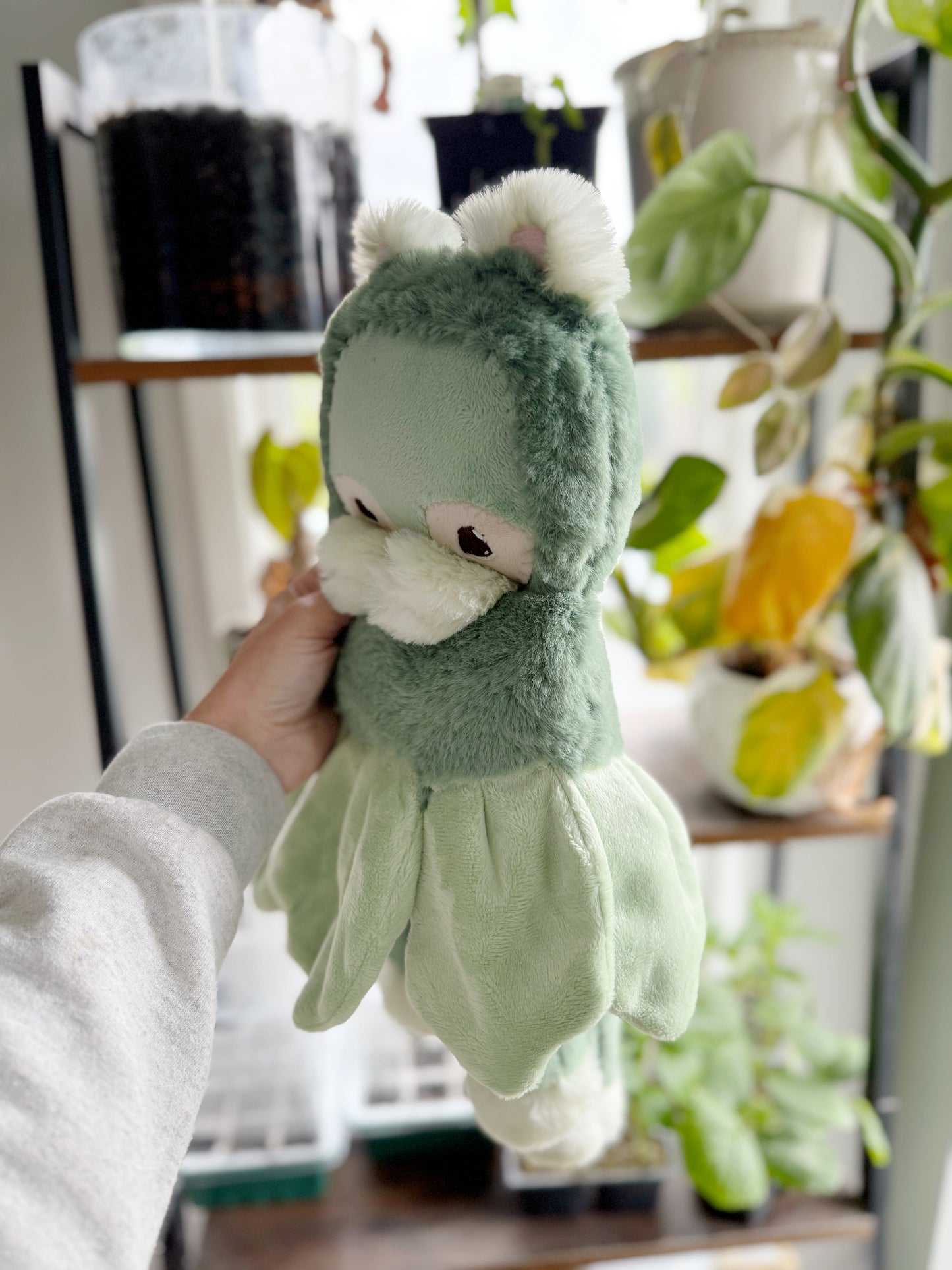 Lettuce Kitty