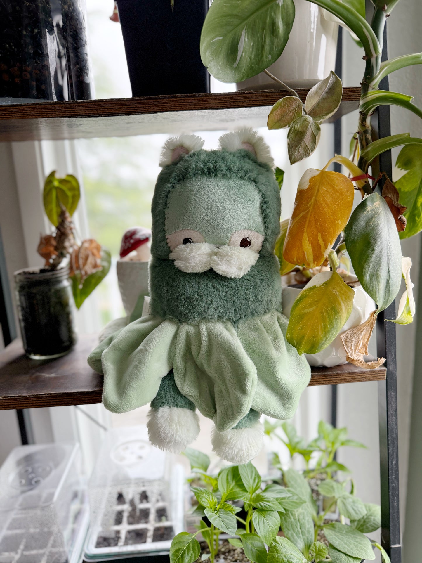 Lettuce Kitty