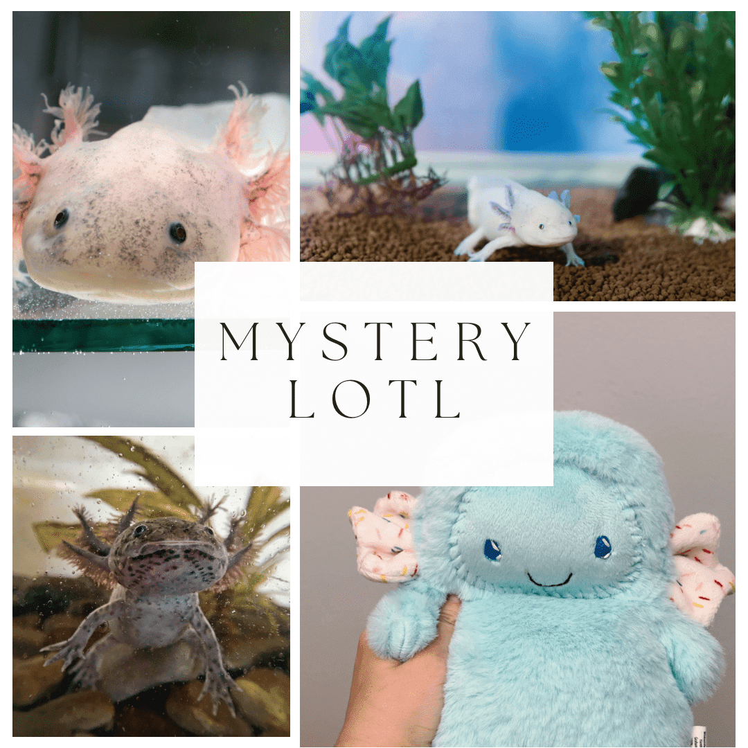 Turtle Drop: Mystery Lotl Mist