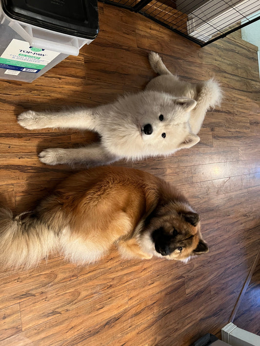 Hope you like pictures of my dogs