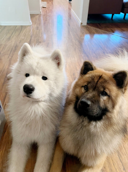 Dragon doggos?