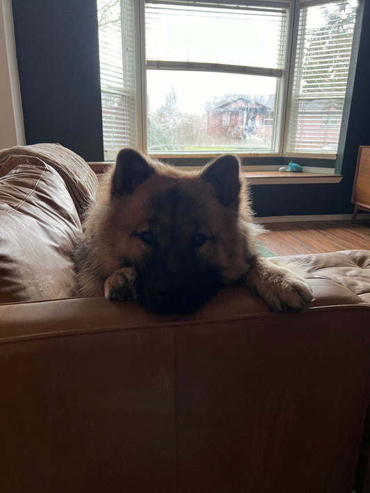 Dragon puppy?